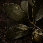 The Six-Seed Balm